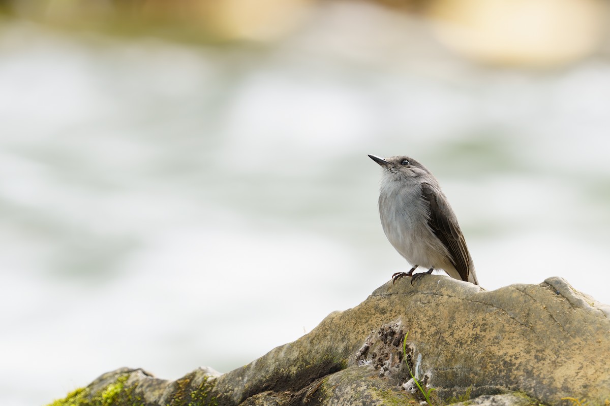 Cassin's Flycatcher - ML624211078