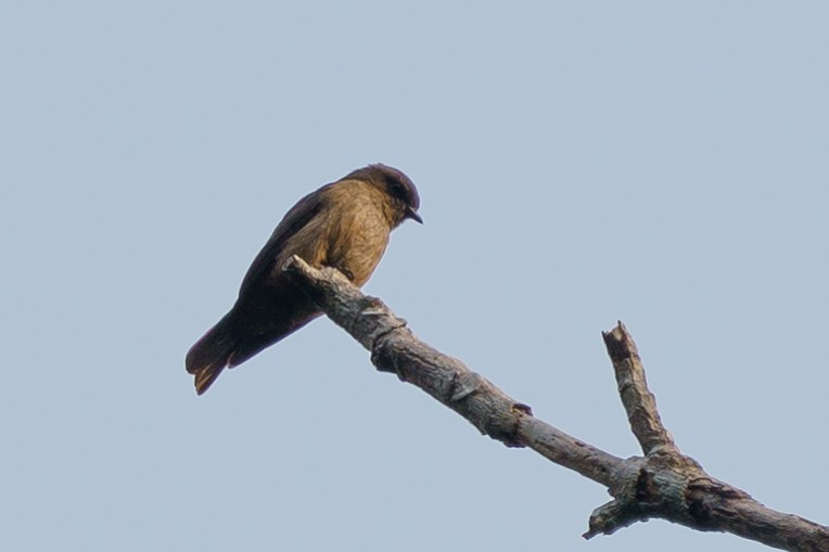 Sooty Flycatcher - ML624211080