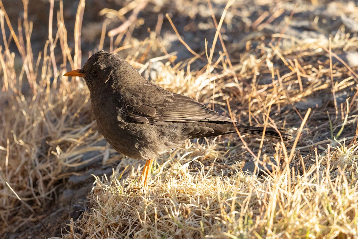 Great Thrush - ML624211081