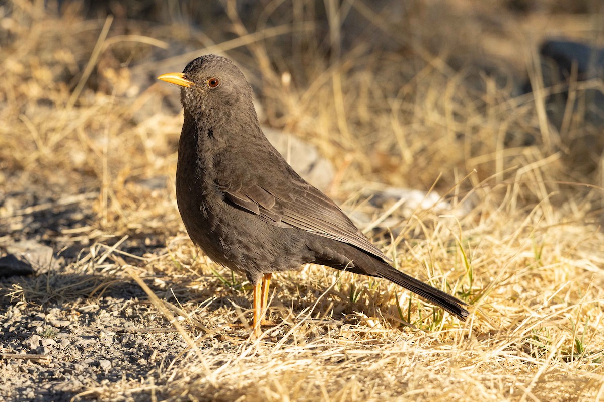 Great Thrush - ML624211082