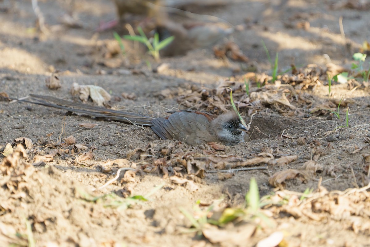 Red-backed Mousebird - ML624211090