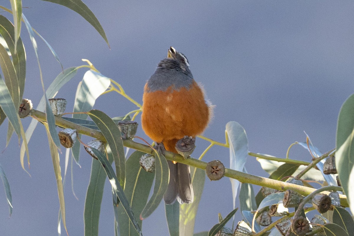 Chestnut-bellied Mountain Tanager - ML624211097