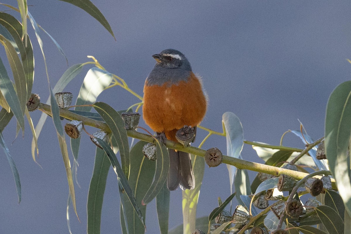 Chestnut-bellied Mountain Tanager - ML624211098