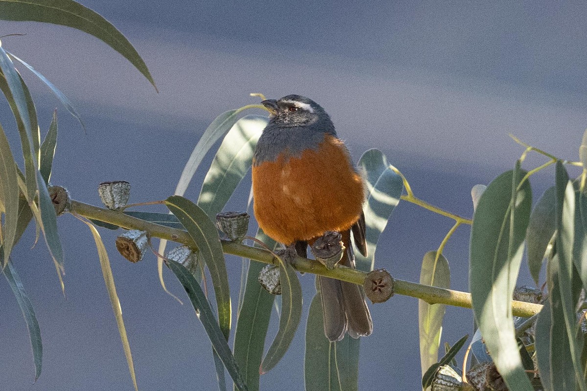 Chestnut-bellied Mountain Tanager - Eric VanderWerf