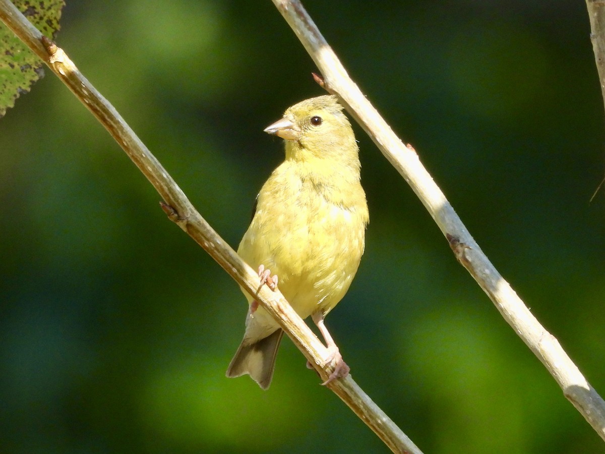 American Goldfinch - ML624211104