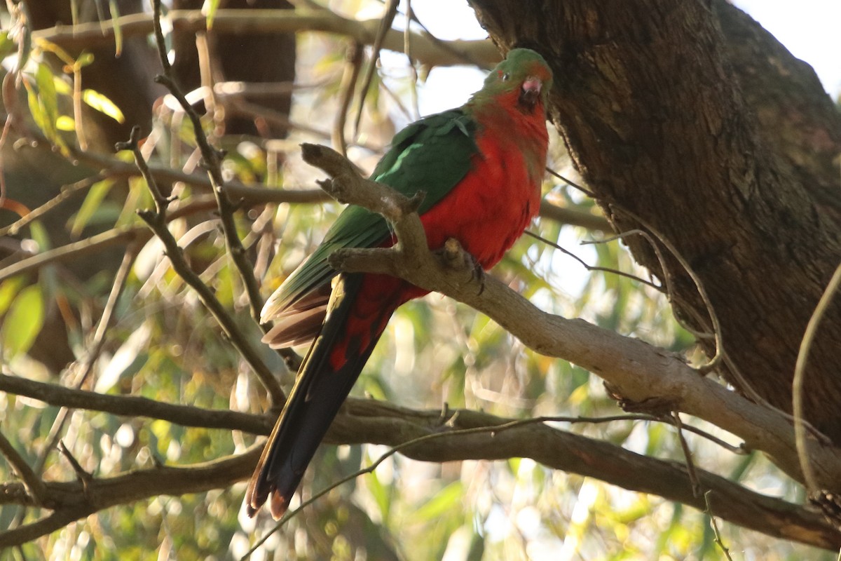 Australian King-Parrot - ML624211108