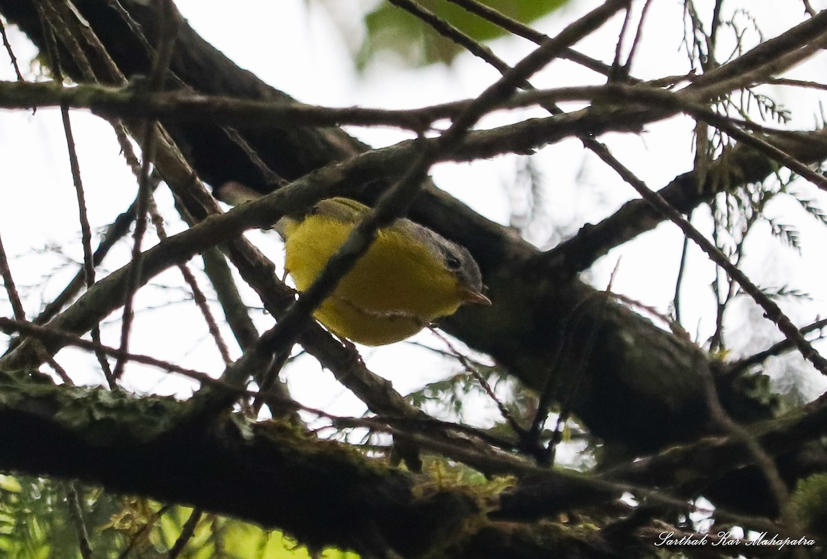 Gray-hooded Warbler - ML624211115