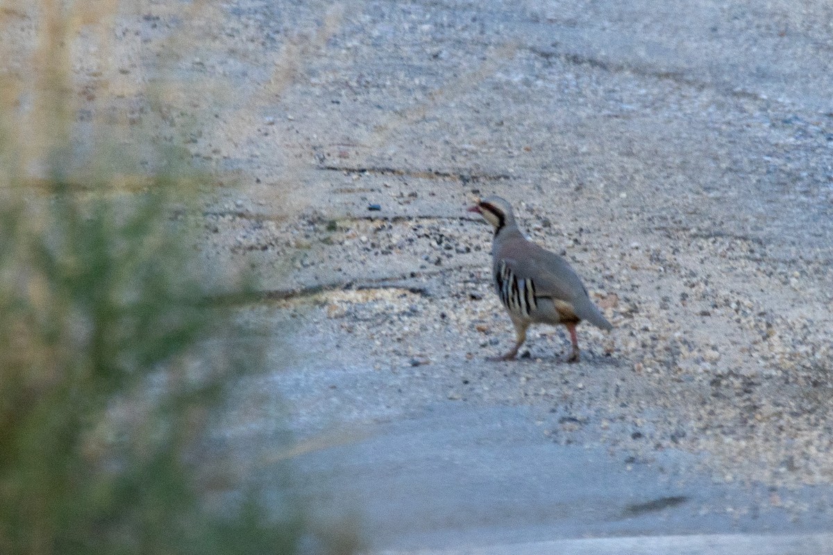 Chukar - ML624211135