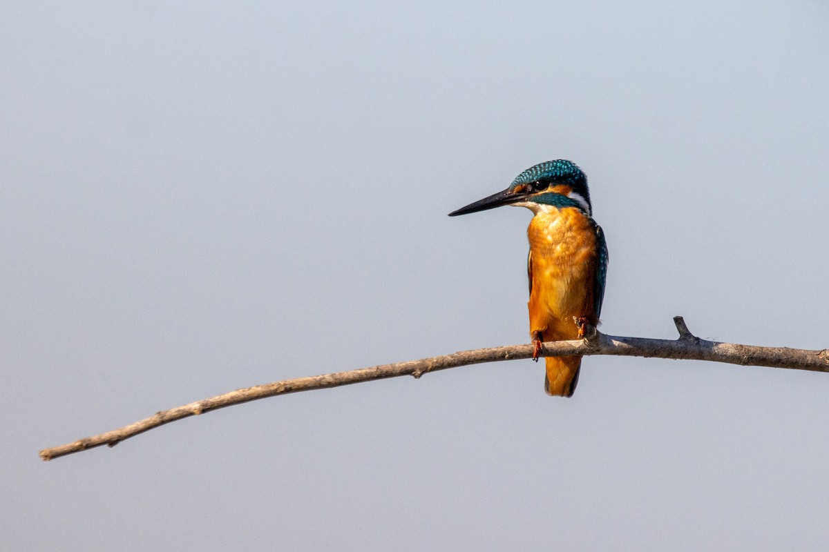 Common Kingfisher - ML624211137