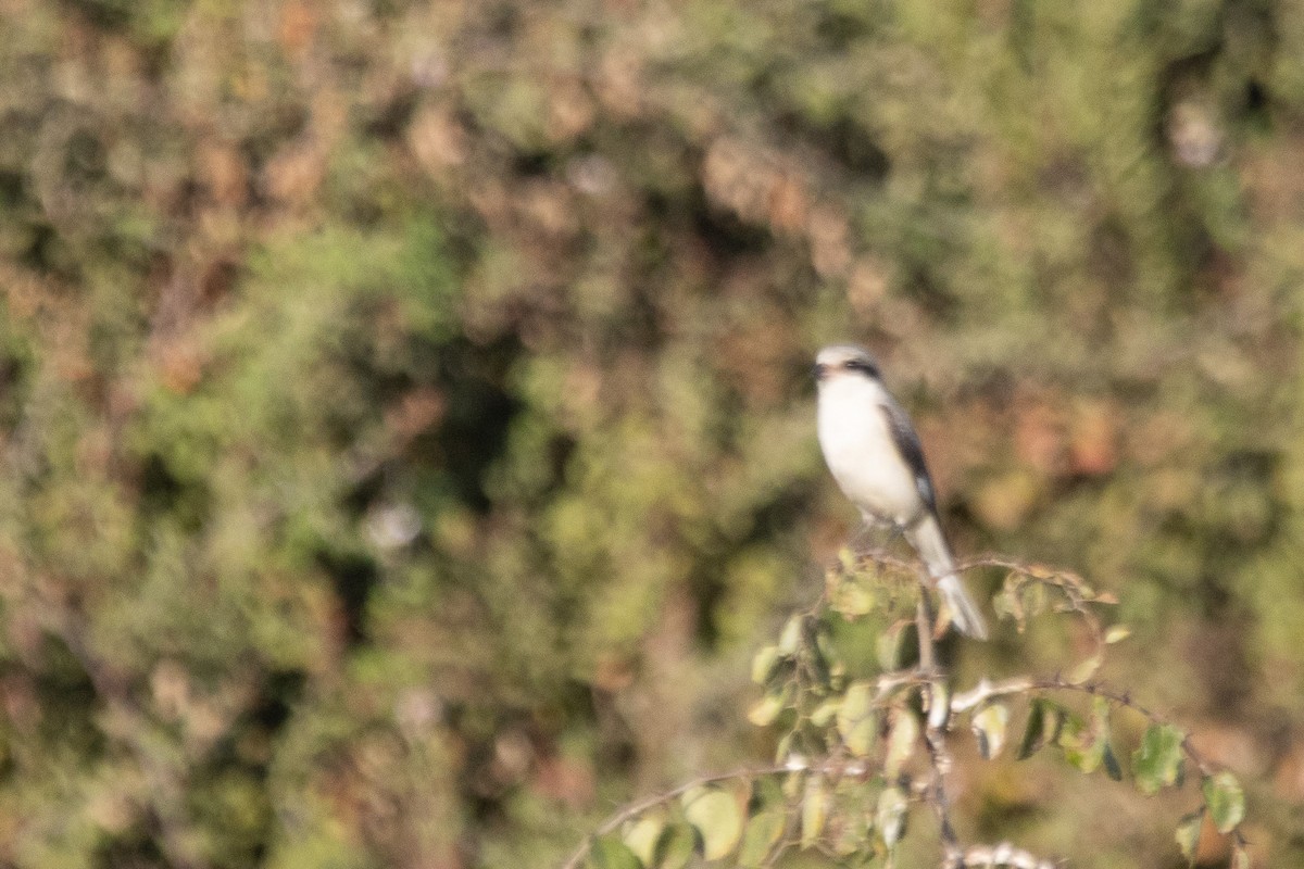 Lesser Gray Shrike - ML624211139