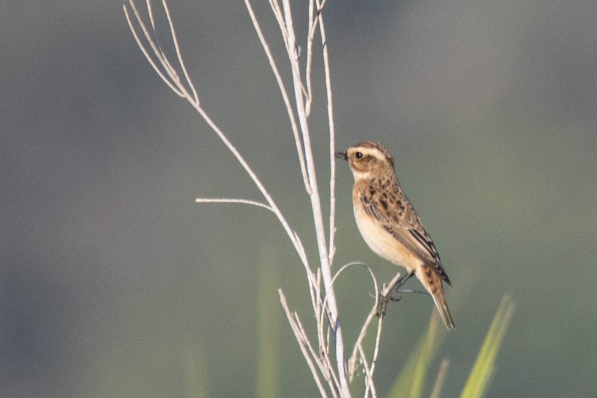 Whinchat - ML624211144