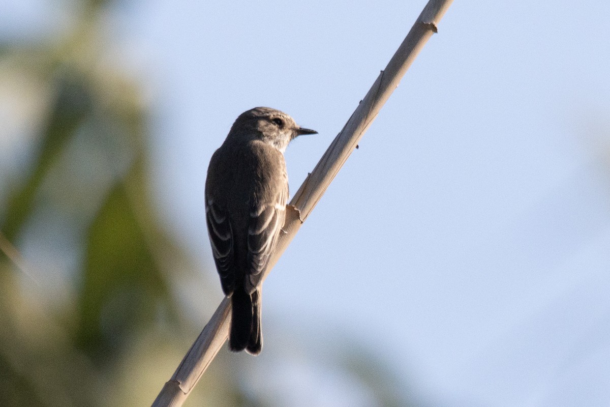 Spotted Flycatcher - ML624211145