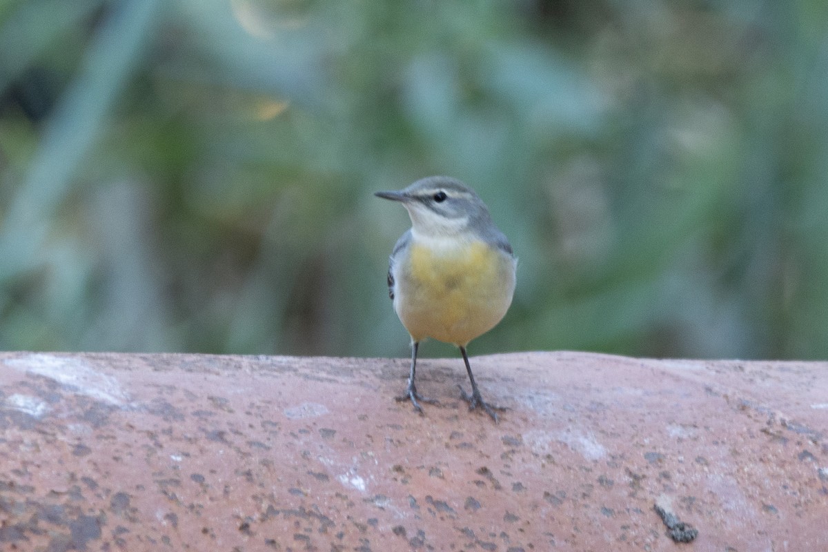 Western Yellow Wagtail - ML624211146