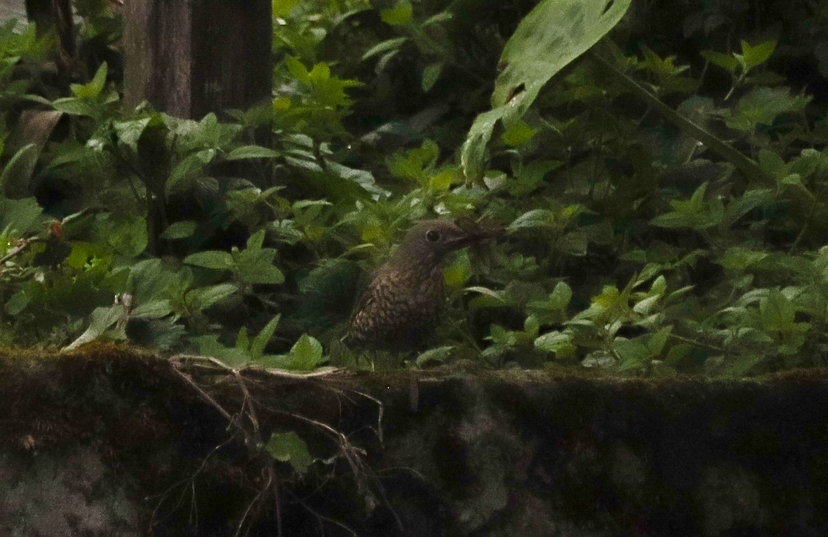 Blue-capped Rock-Thrush - ML624211155