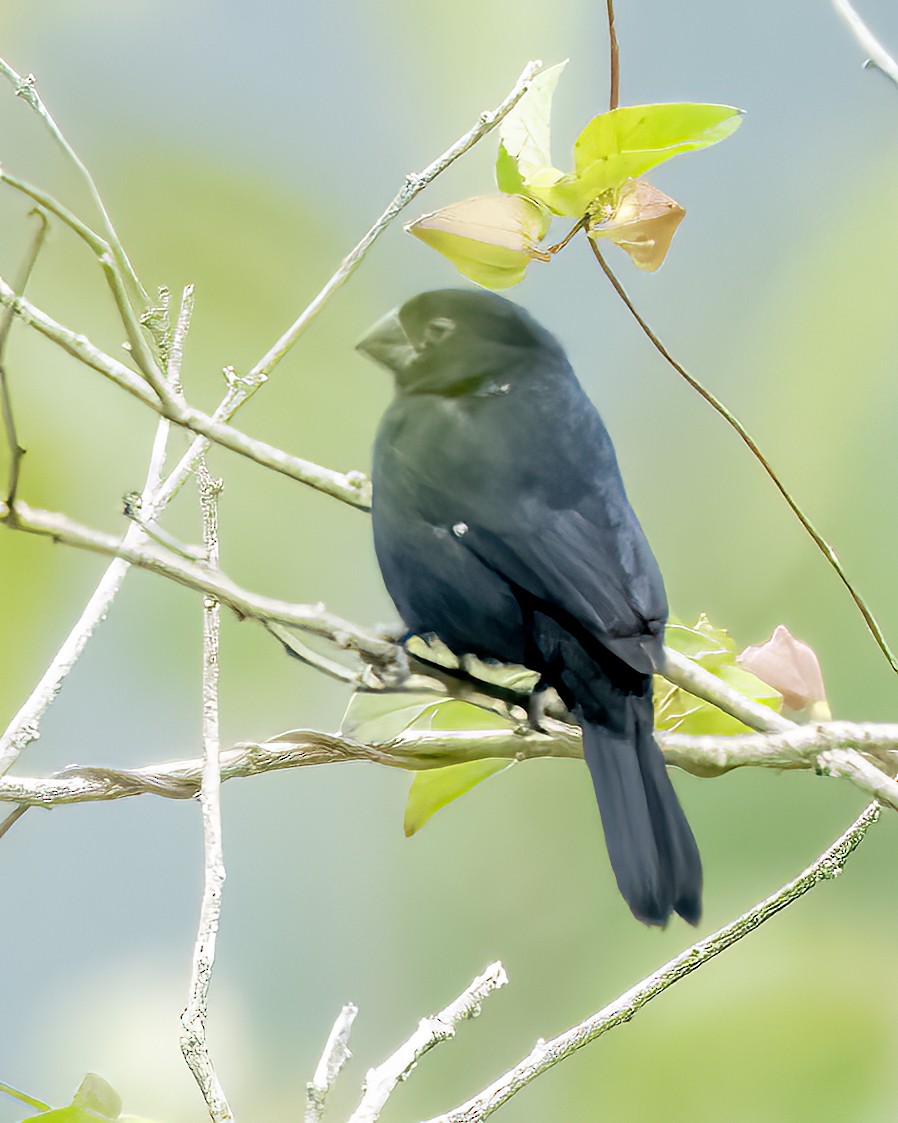 Thick-billed Seed-Finch - ML624211158