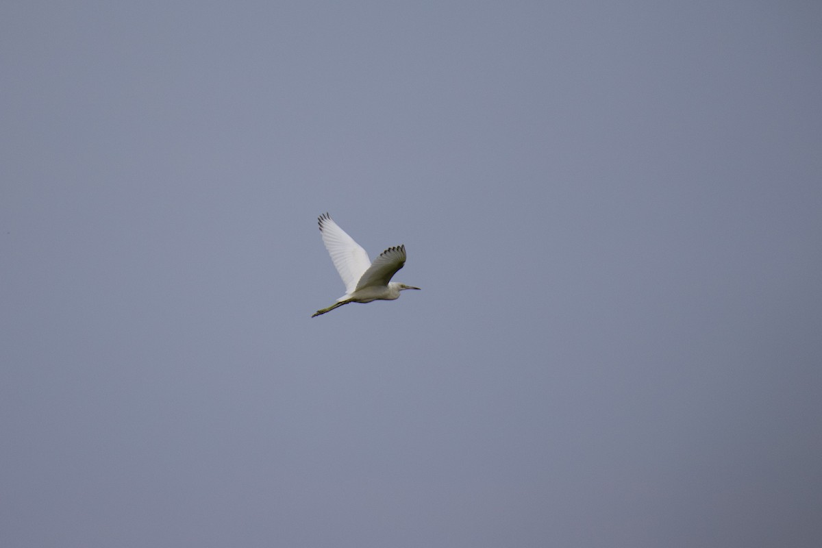 Little Blue Heron - ML624211174