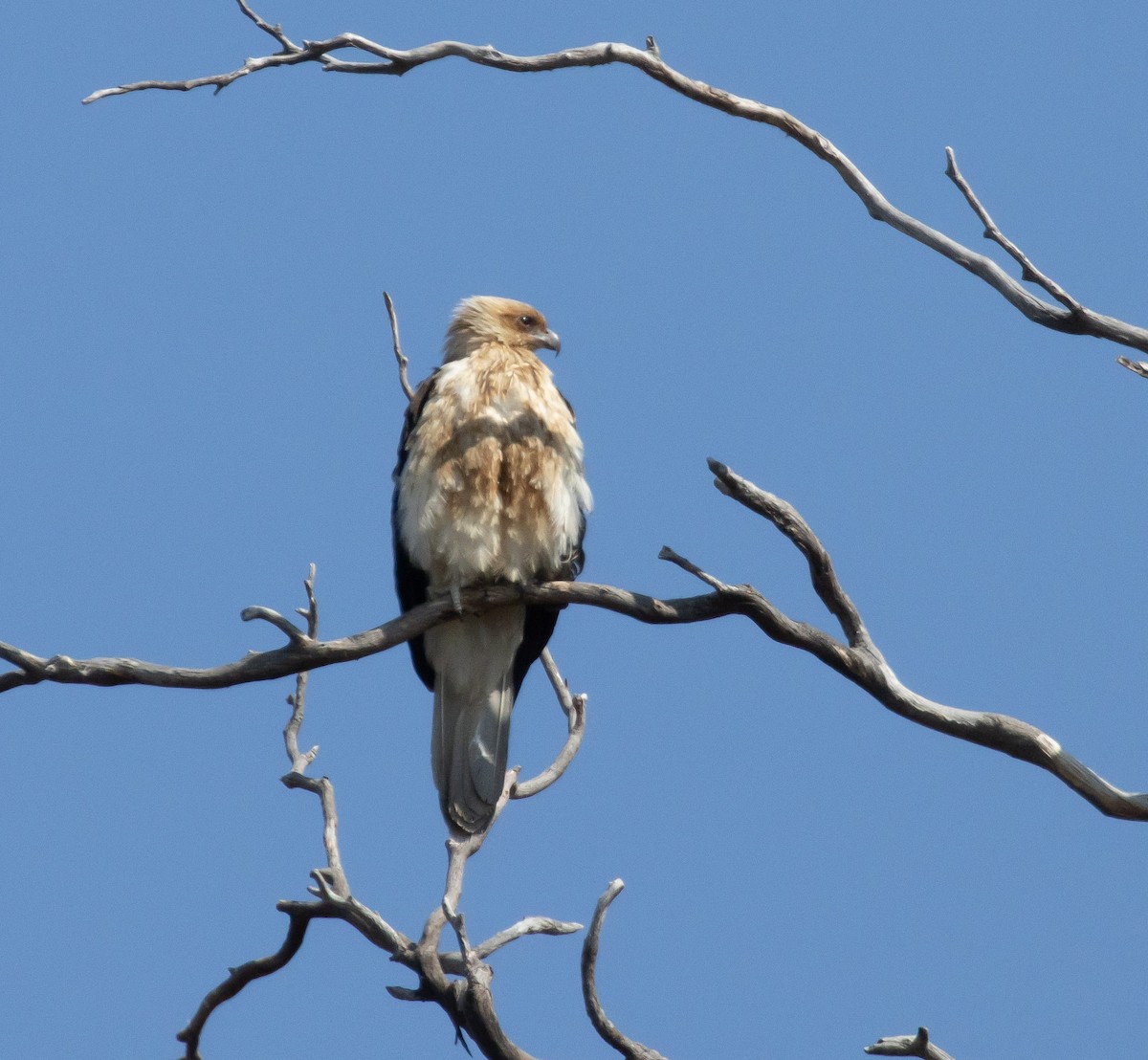 Whistling Kite - ML624211187