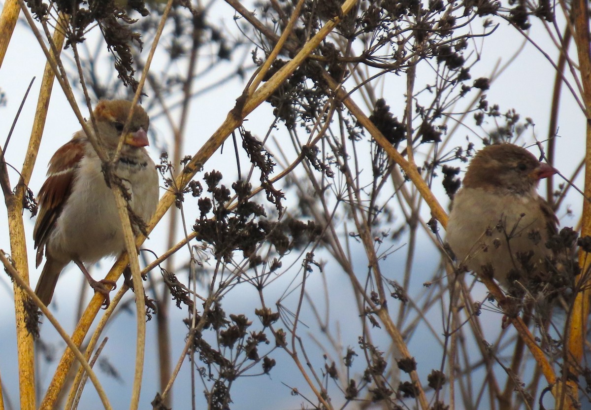 House Sparrow - ML624211200