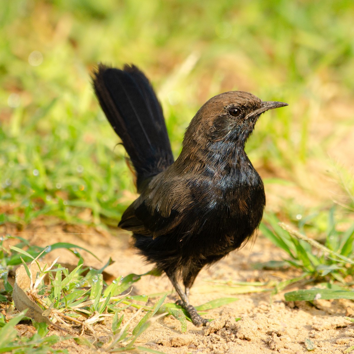 Indian Robin - ML624211204