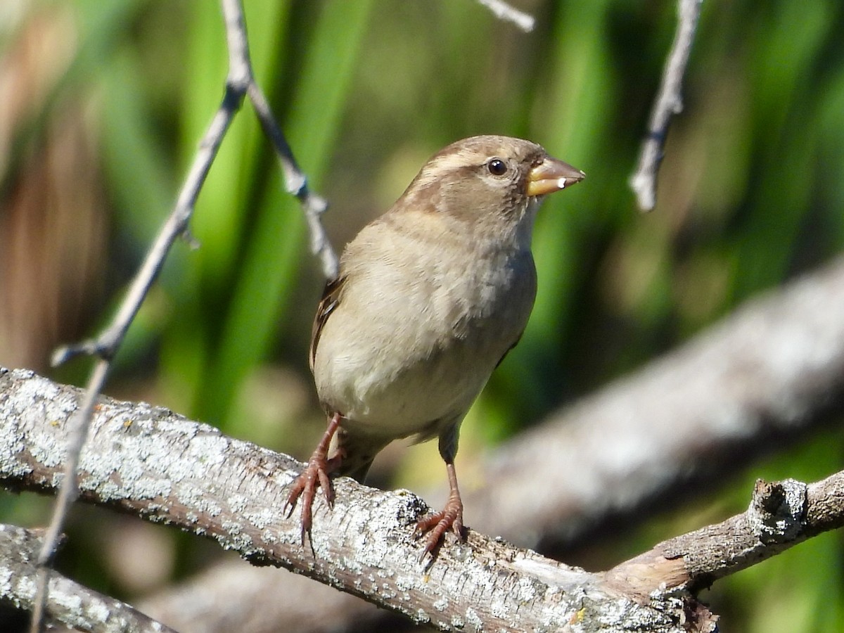 House Sparrow - ML624211219