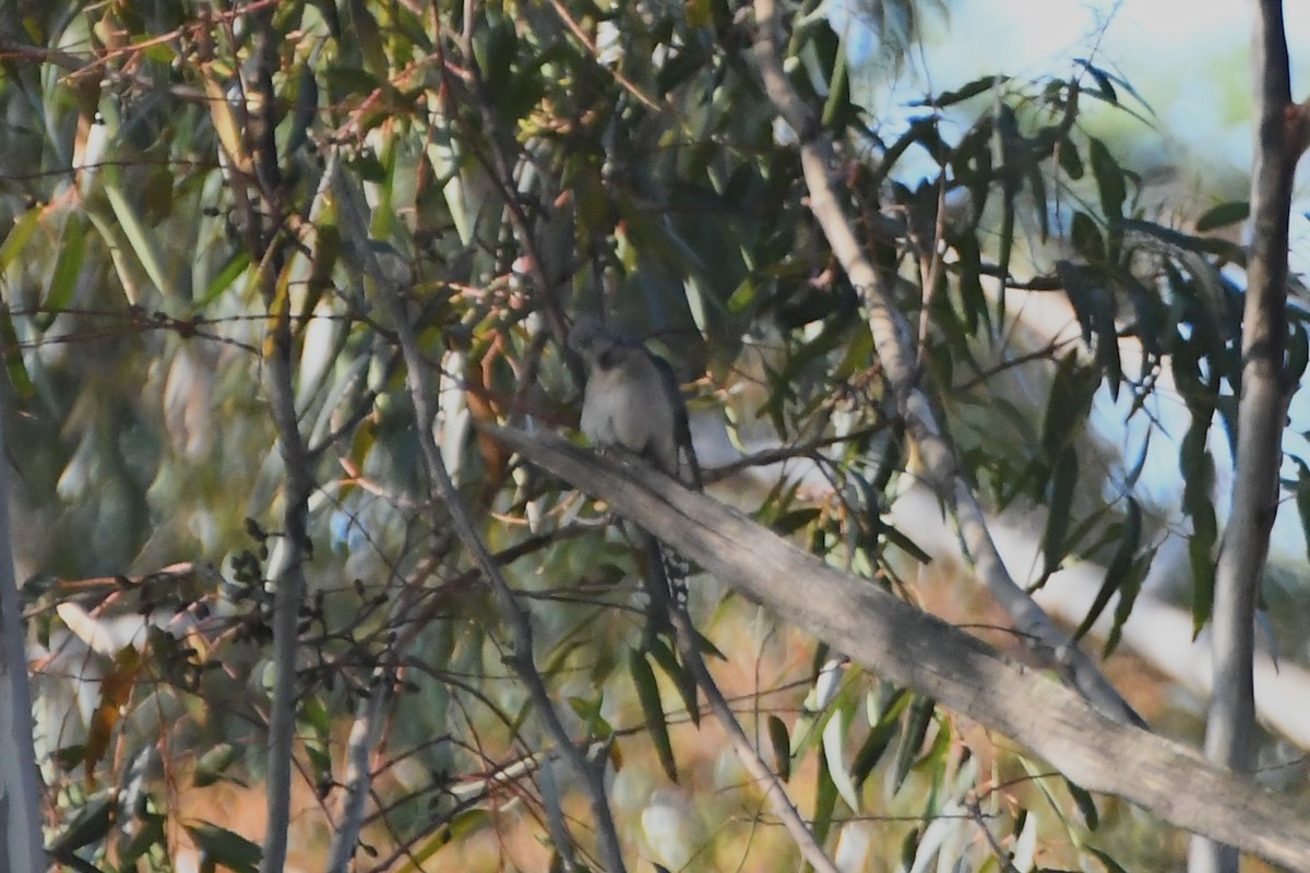 Fan-tailed Cuckoo - ML624211223