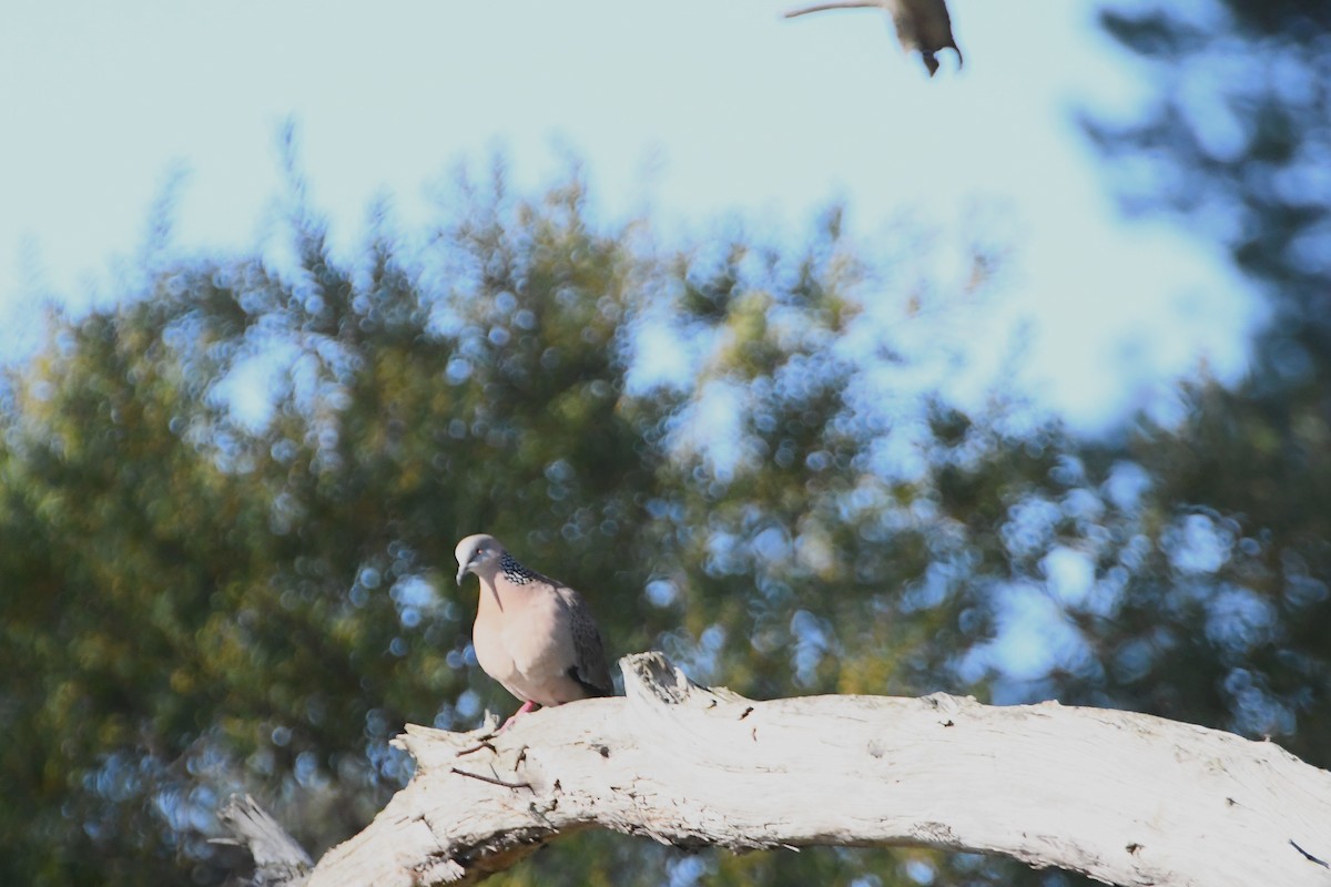 Spotted Dove - ML624211224