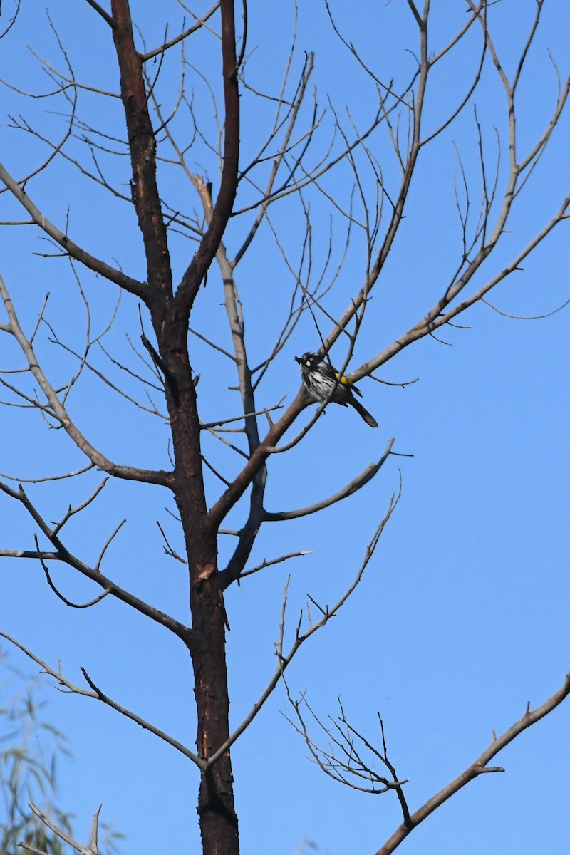 New Holland Honeyeater - ML624211237