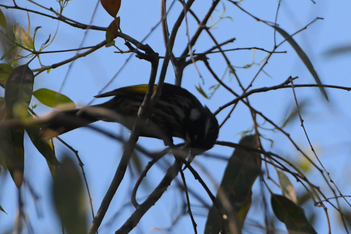 New Holland Honeyeater - ML624211238