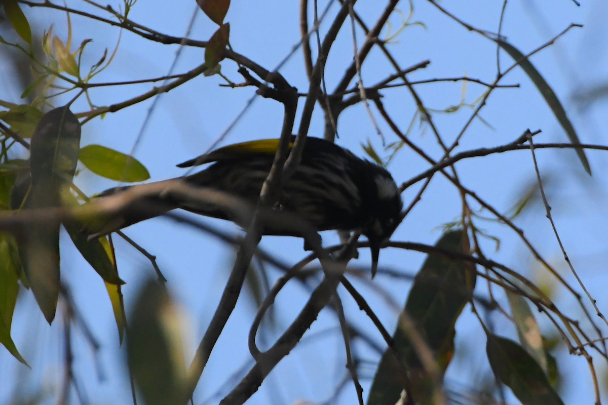 New Holland Honeyeater - ML624211239