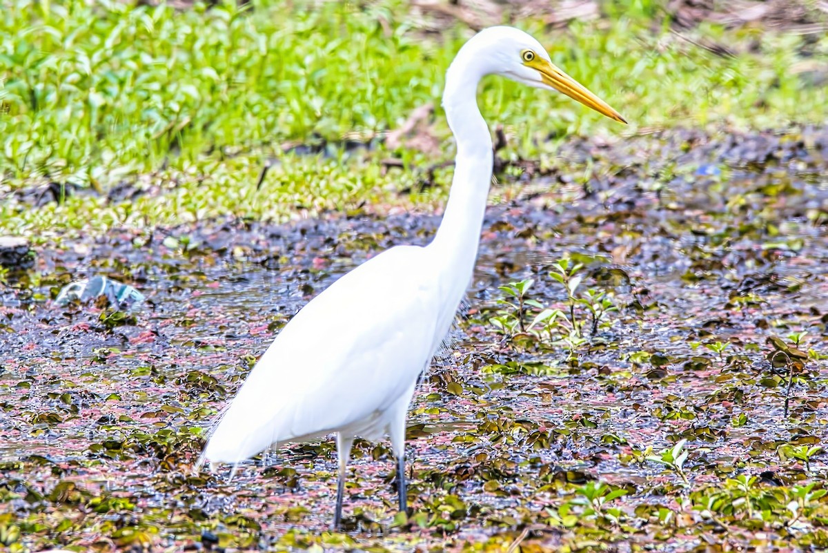 Plumed Egret - ML624211243