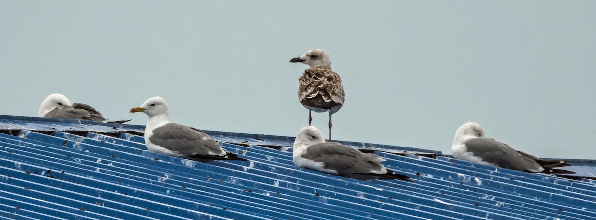 Armenian Gull - ML624211265