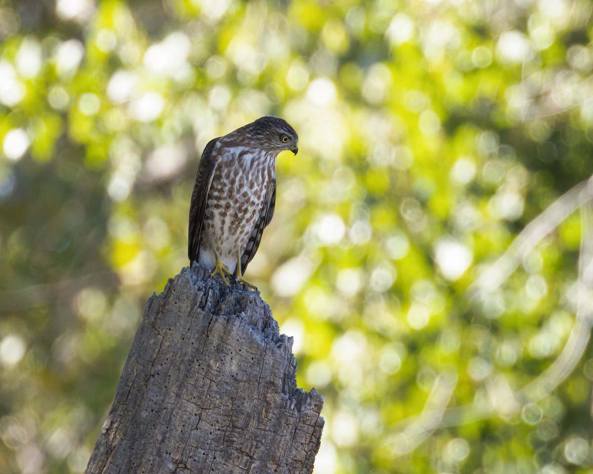 Sharp-shinned Hawk - ML624211267