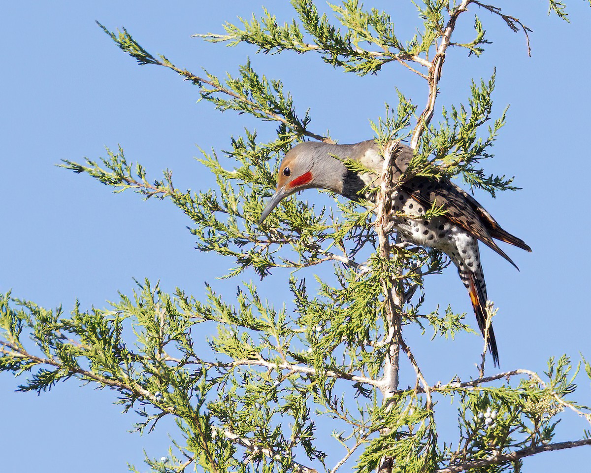 Northern Flicker (Red-shafted) - ML624211270