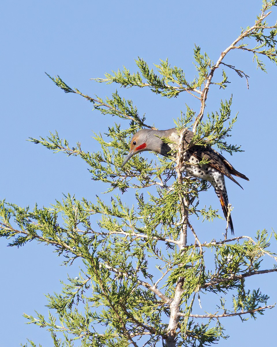 Northern Flicker (Red-shafted) - ML624211271