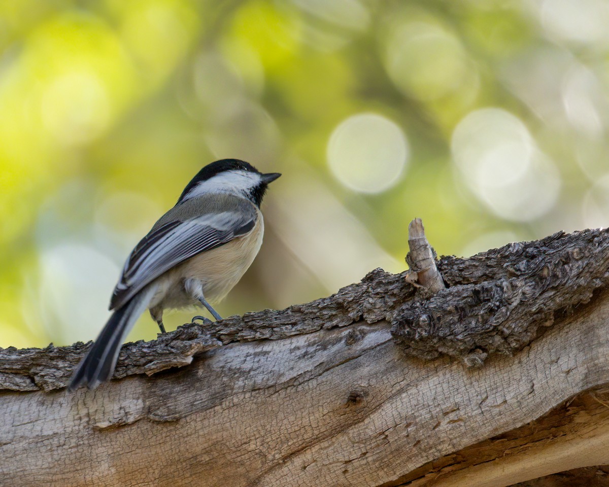 Black-capped Chickadee - ML624211272