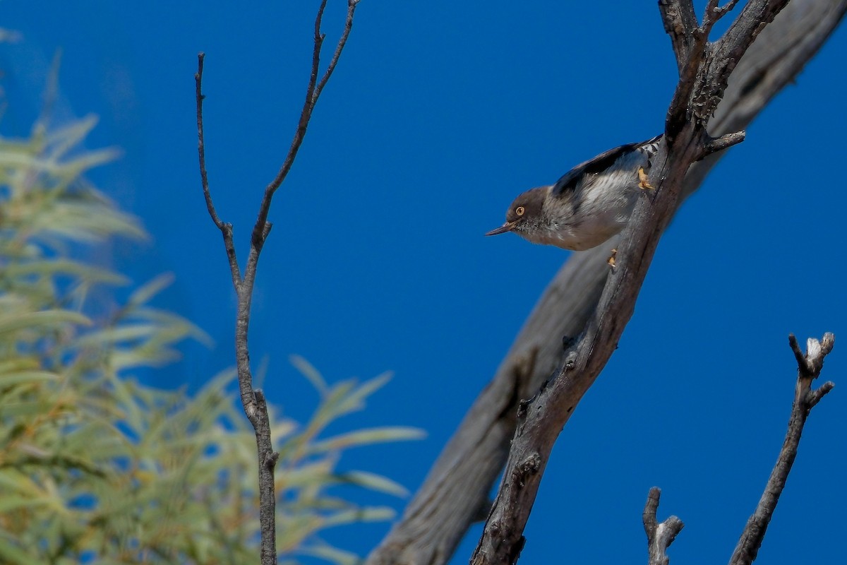 Varied Sittella (Orange-winged) - ML624211274