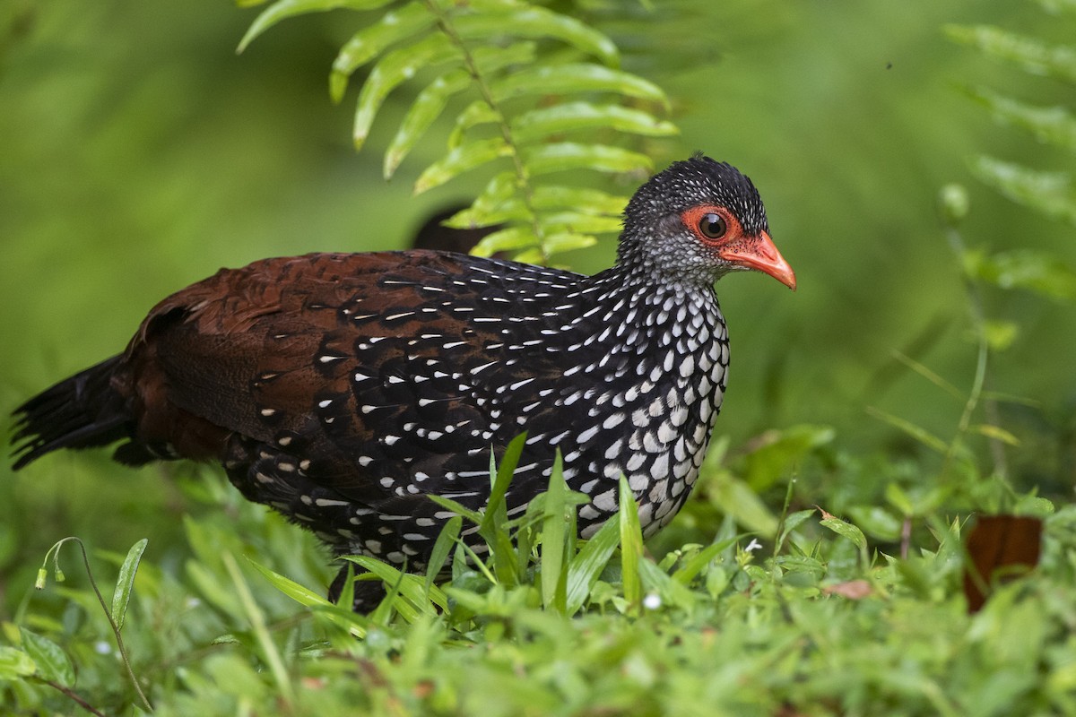 Sri Lanka Spurfowl - ML624211286