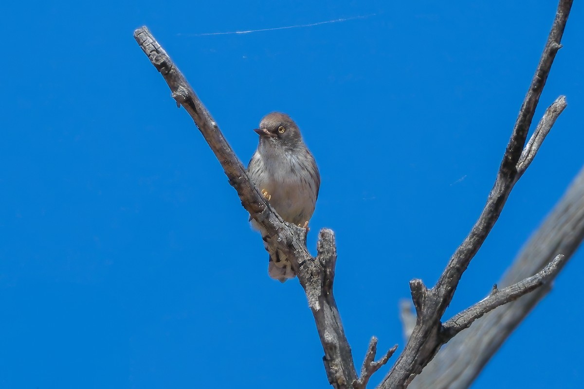 Varied Sittella (Orange-winged) - ML624211287