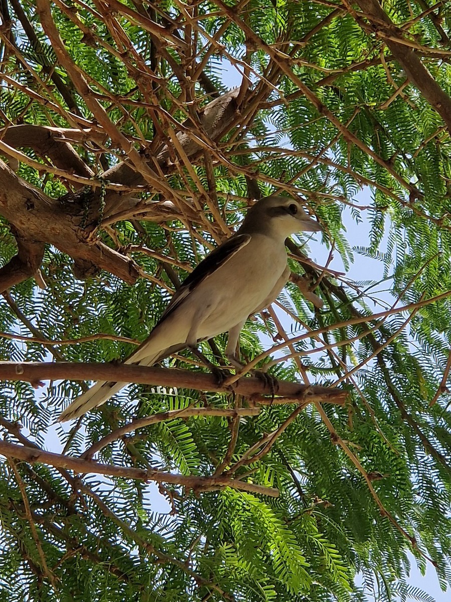 חנקן גדול - ML624211300