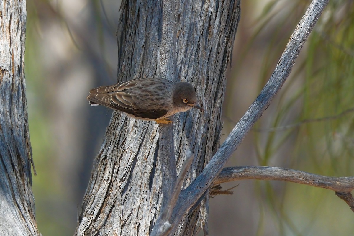 Varied Sittella (Orange-winged) - ML624211302