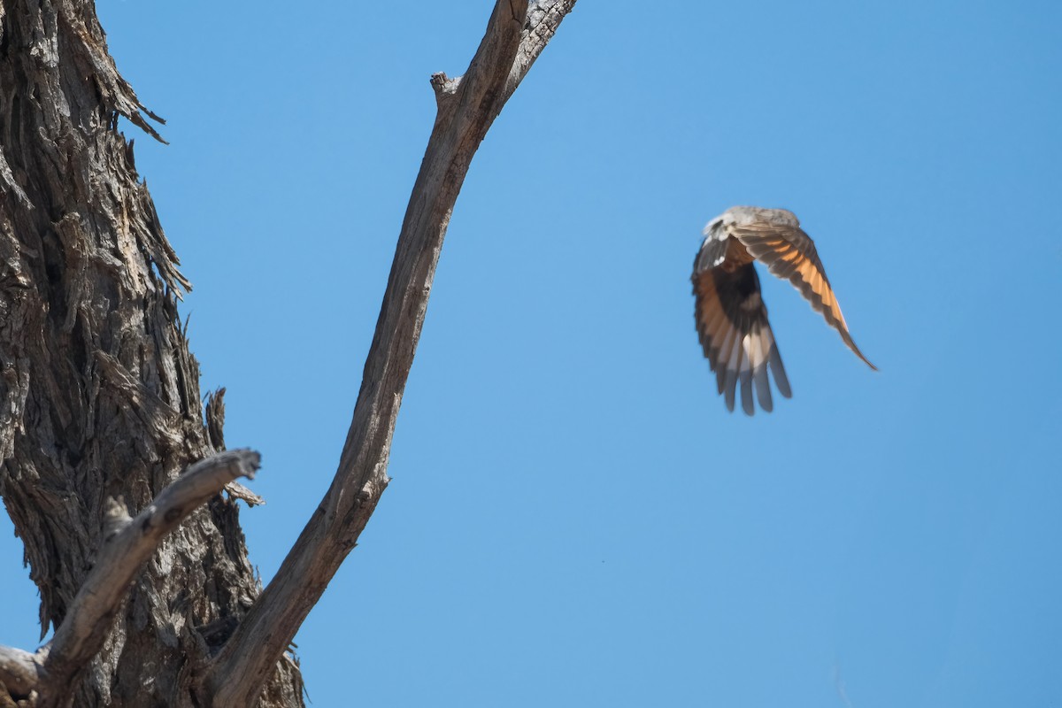 Varied Sittella (Orange-winged) - ML624211304