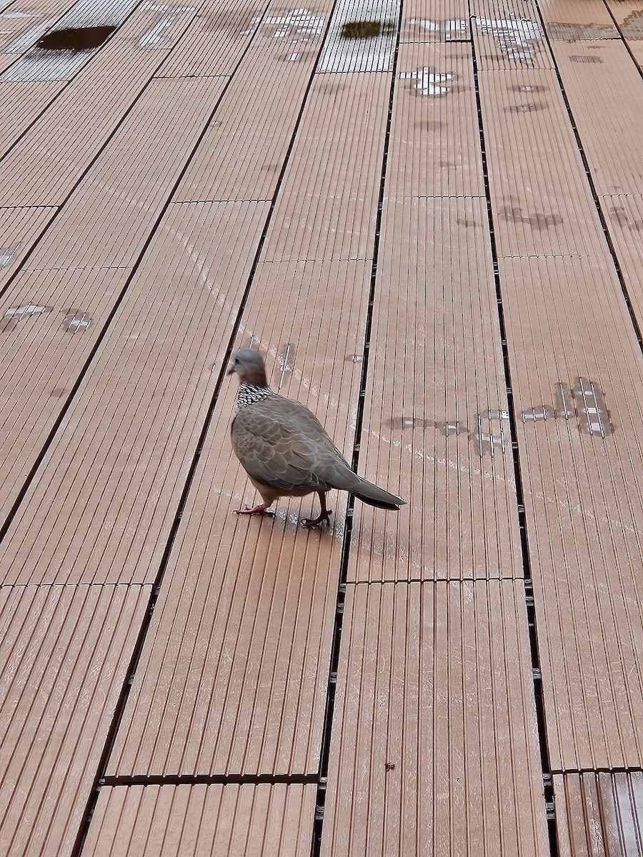 Spotted Dove - ML624211320