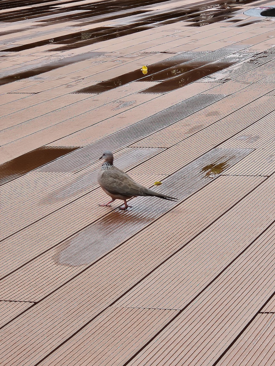 Spotted Dove - ML624211321