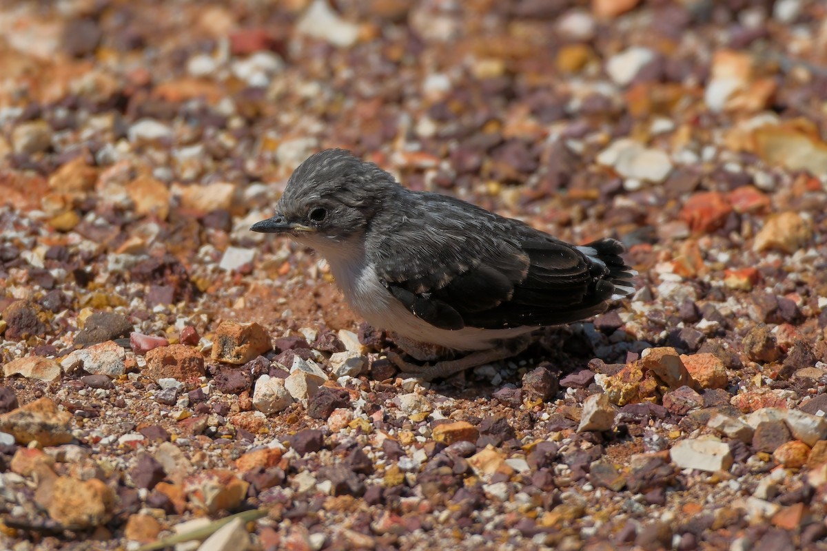 Varied Sittella (Orange-winged) - ML624211325