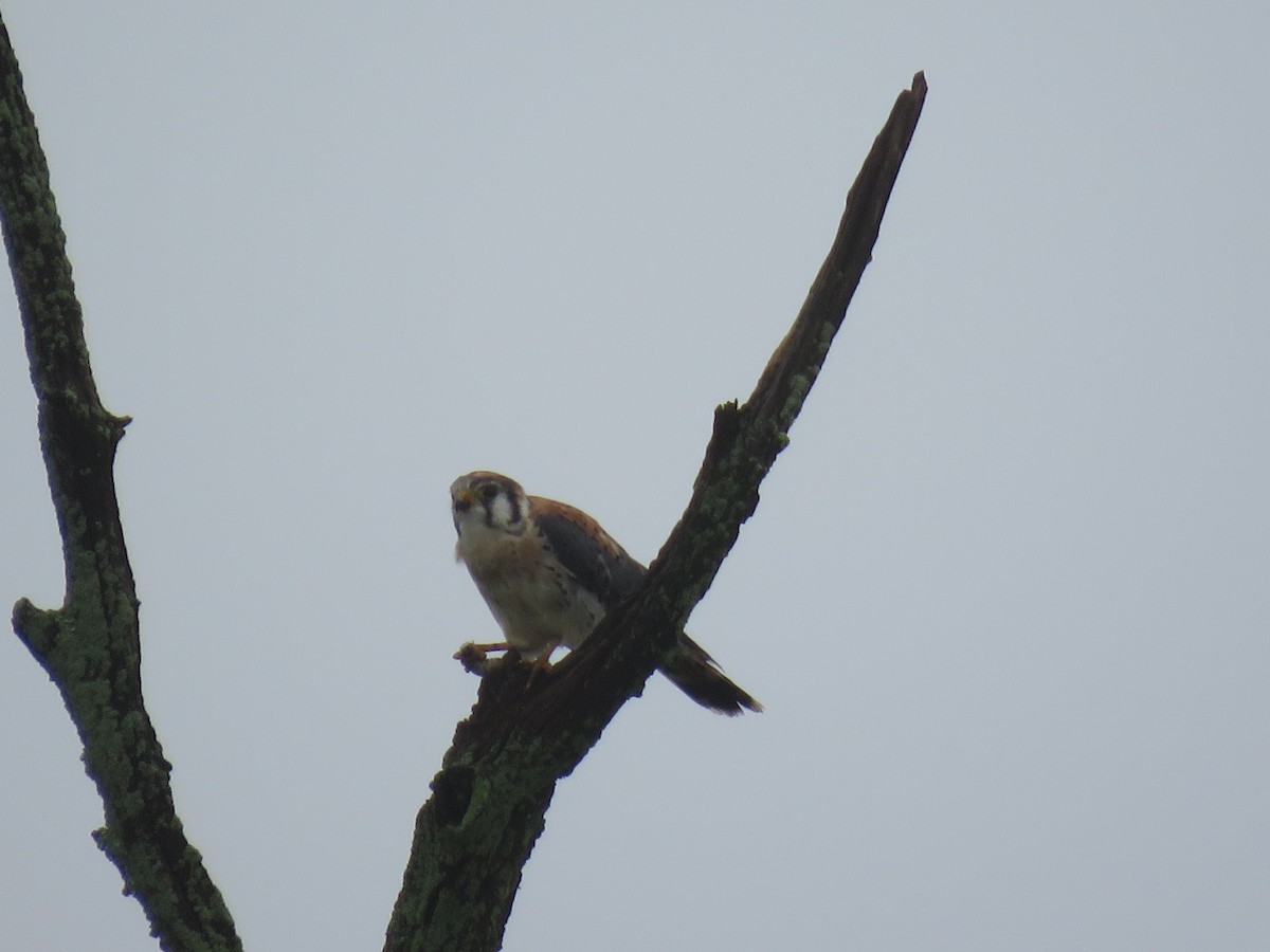 American Kestrel - ML624211336