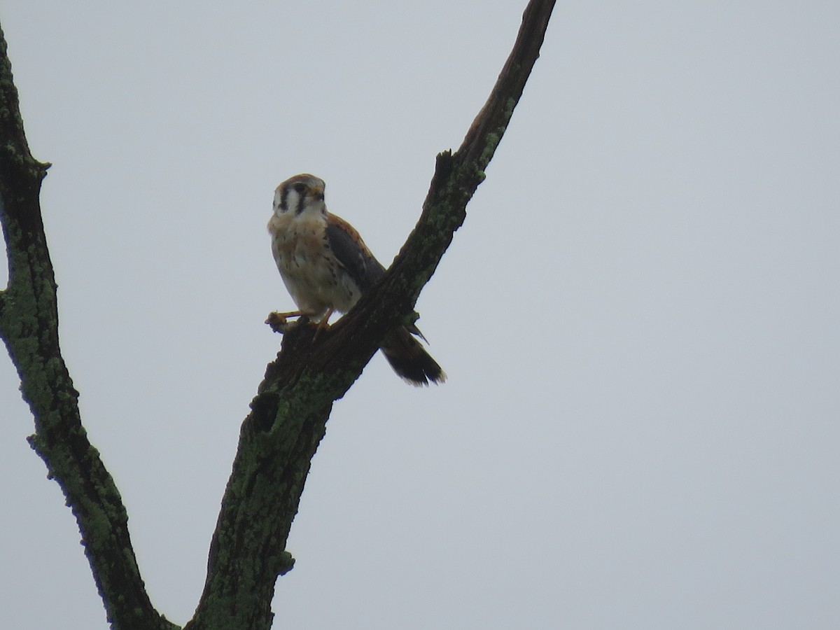 American Kestrel - ML624211337