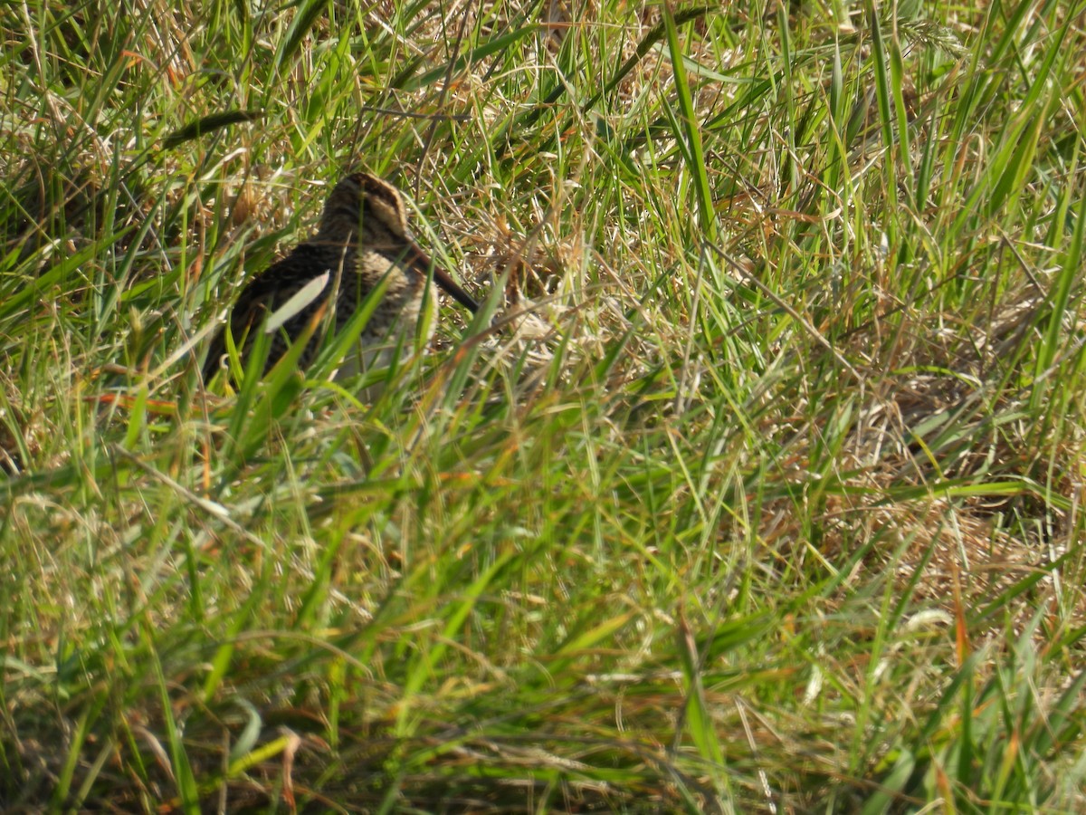 Latham's Snipe - Kerry Vickers