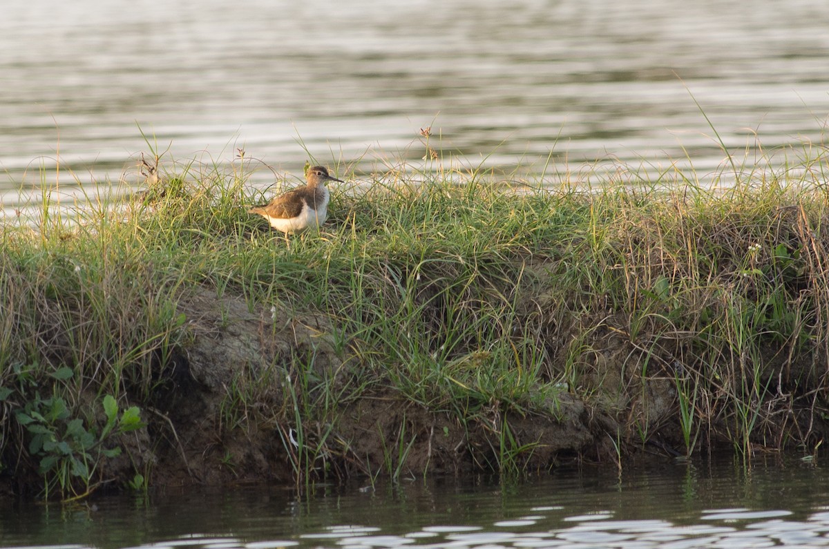 Common Sandpiper - ML624211360