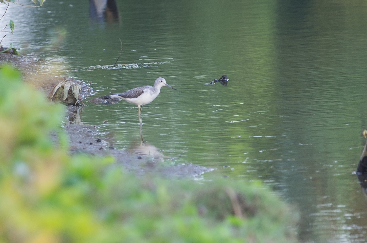 Marsh Sandpiper - ML624211361