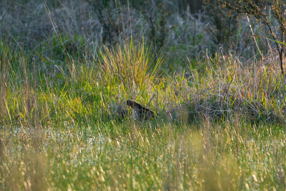 Latham's Snipe - Nicholas Ball